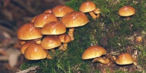 Kako kuhati pahuljice: recepti za kuvanje, soljenje, kiseljenje